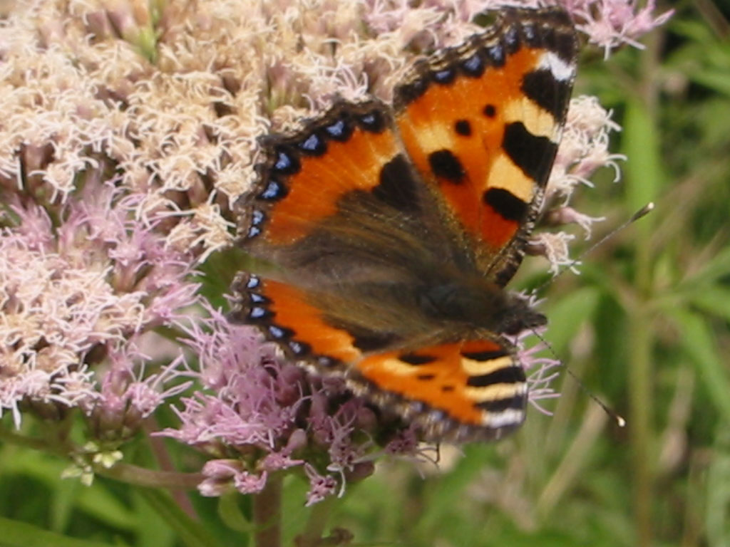 header-schmetterling